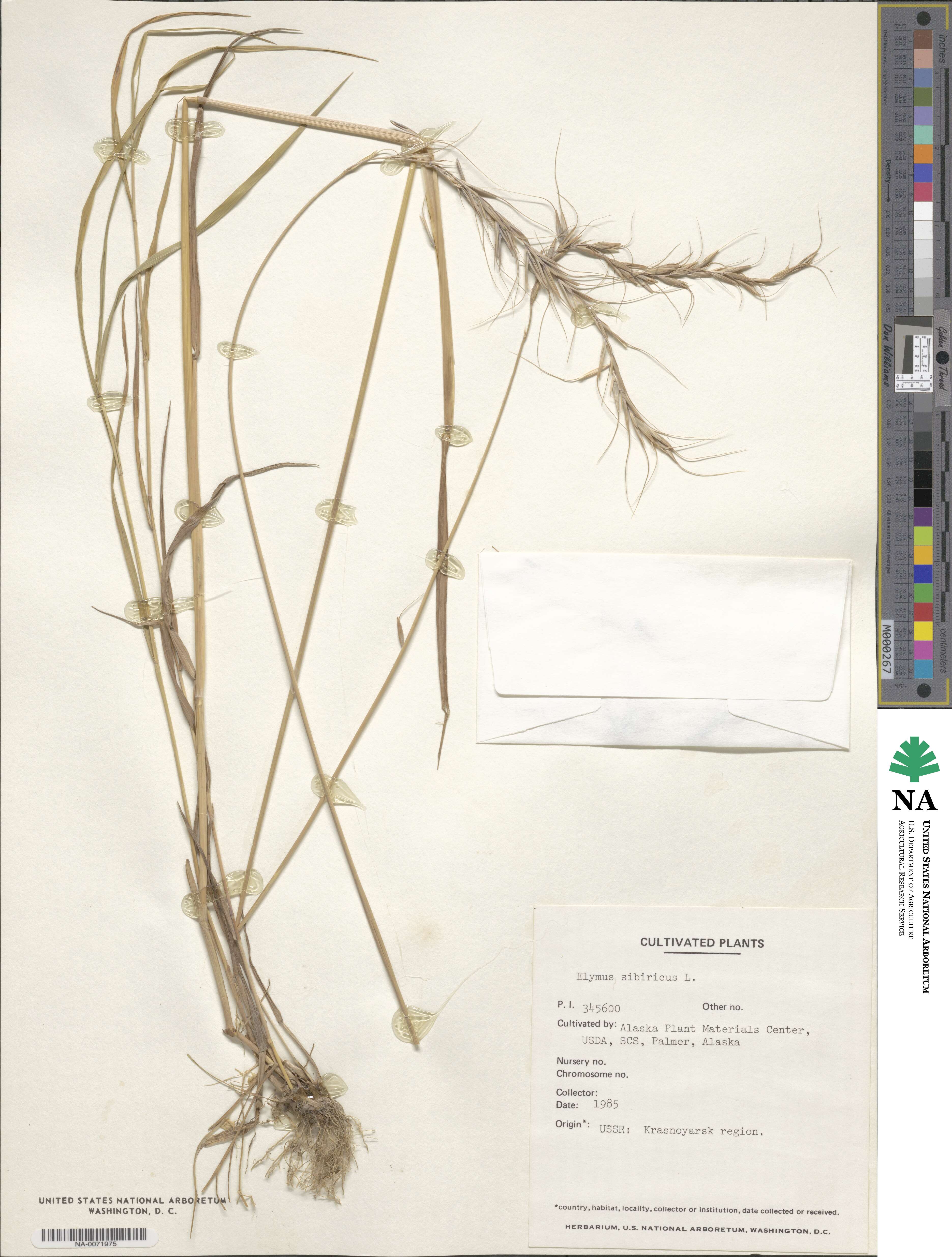 Elymus sibiricus image