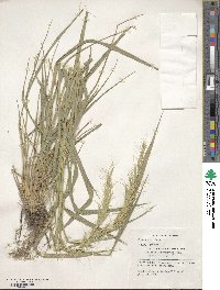 Elymus sibiricus image