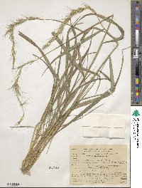 Elymus sibiricus image