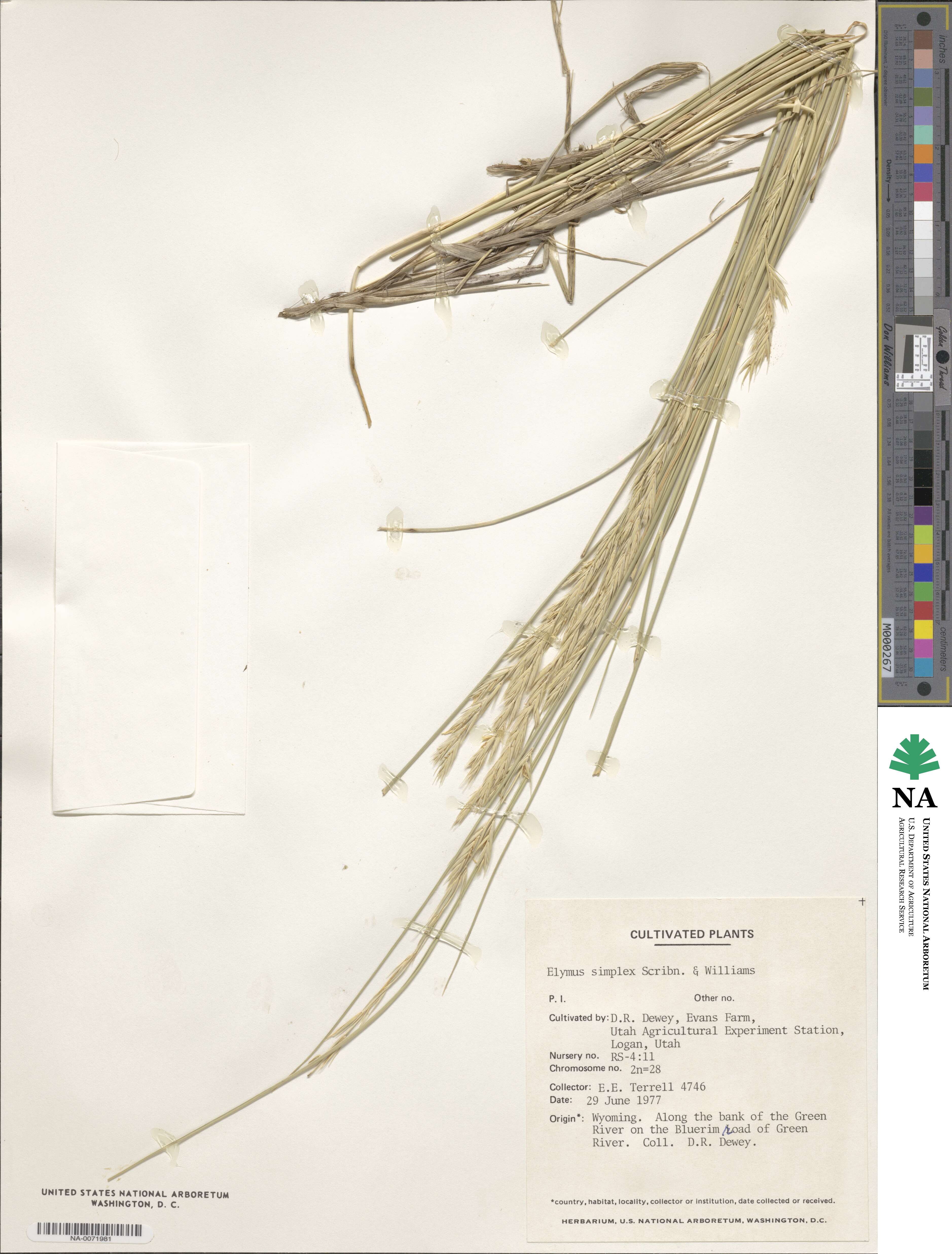 Leymus simplex image