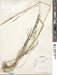 Elymus violaceus image