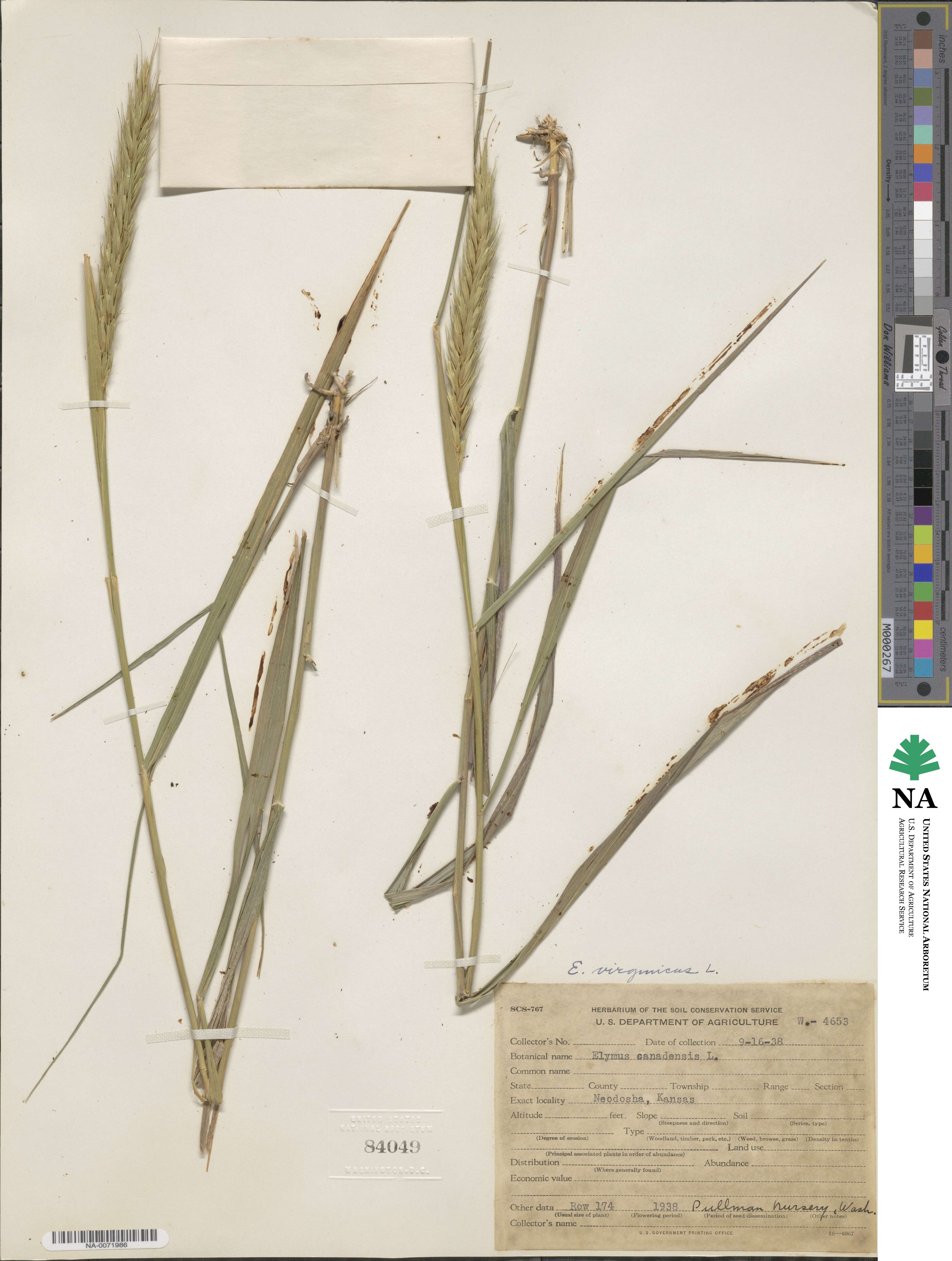 Elymus virginicus image