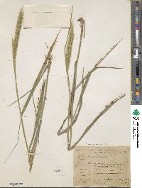 Elymus virginicus image