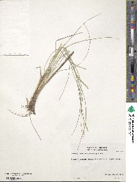 Elionurus tripsacoides image