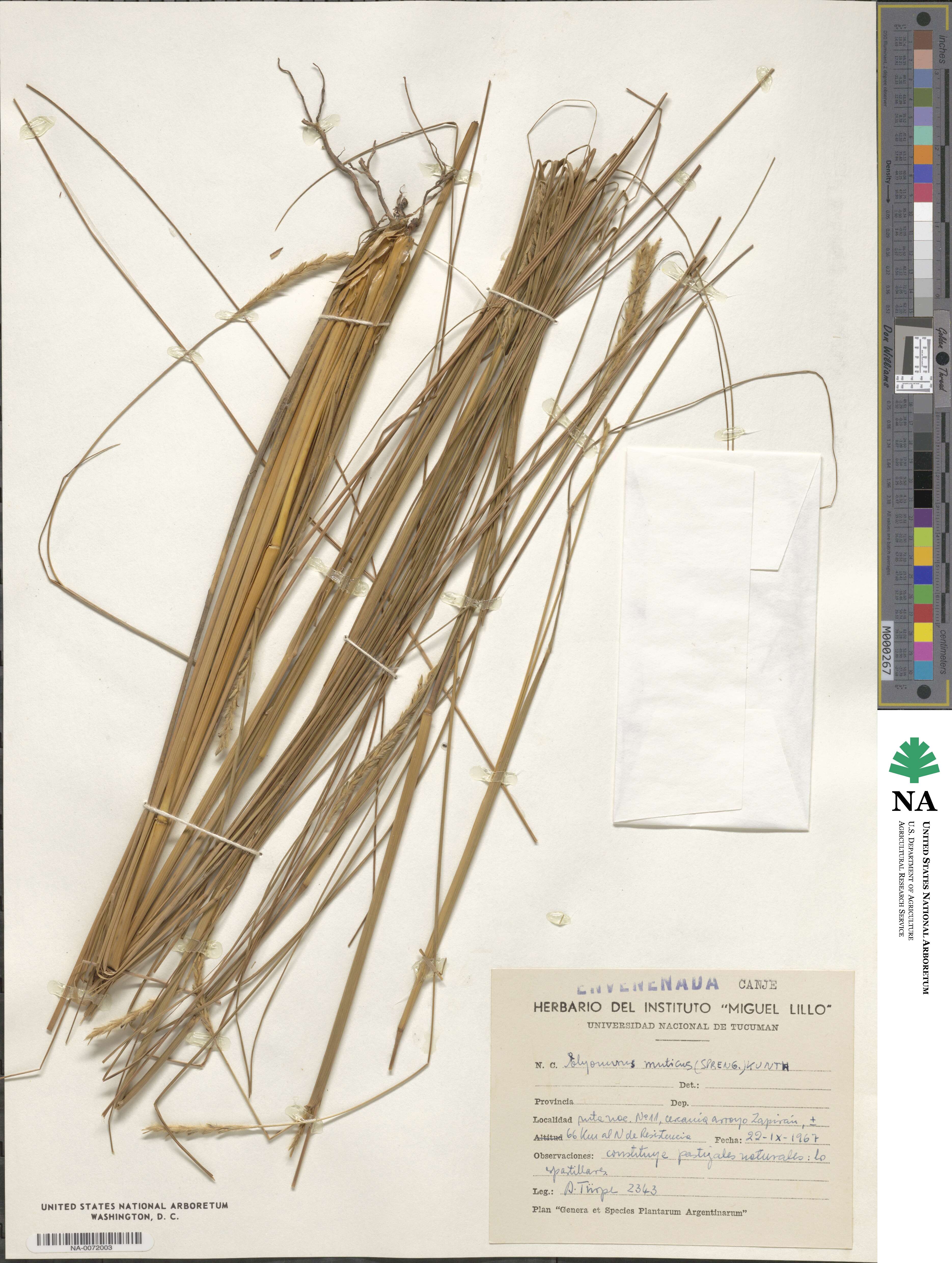Elionurus muticus image
