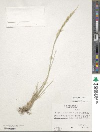 Elymus repens image