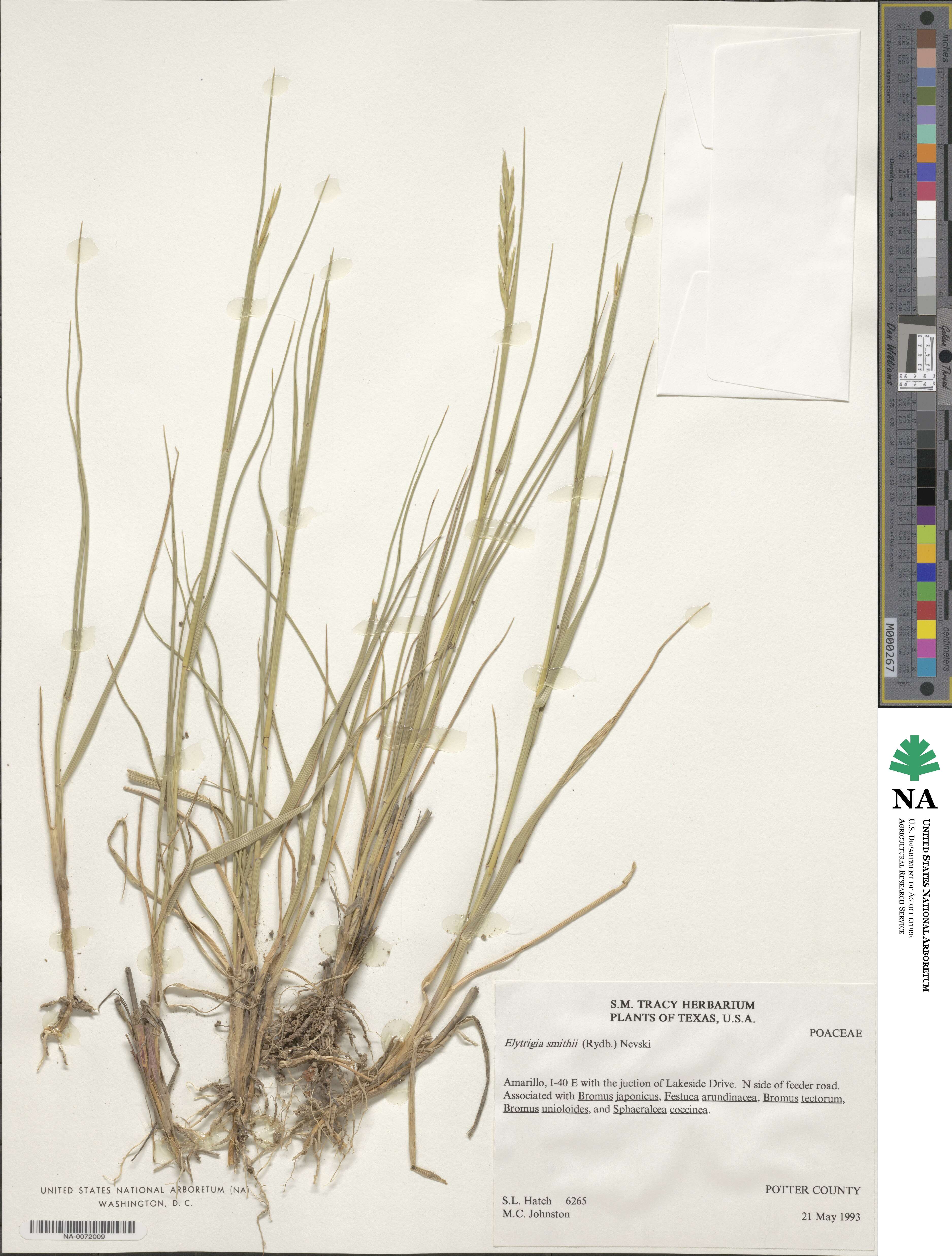 Elymus smithii image