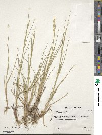 Elymus smithii image