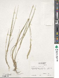 Elymus smithii image