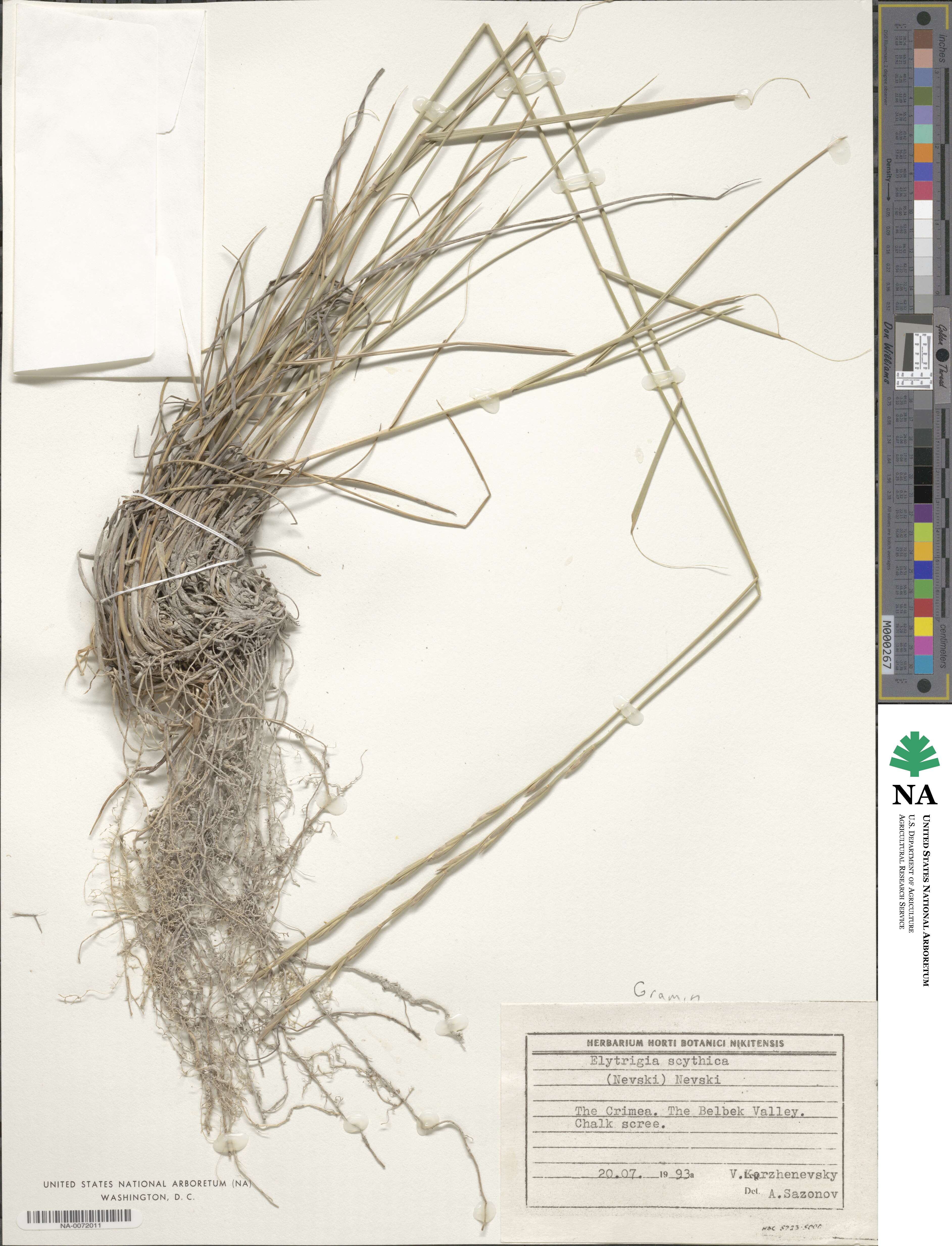 Pseudoroegneria geniculata image