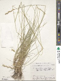 Pseudoroegneria geniculata image