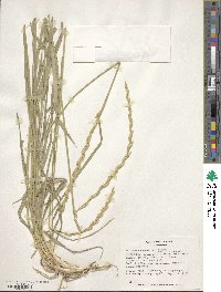 Elymus repens image