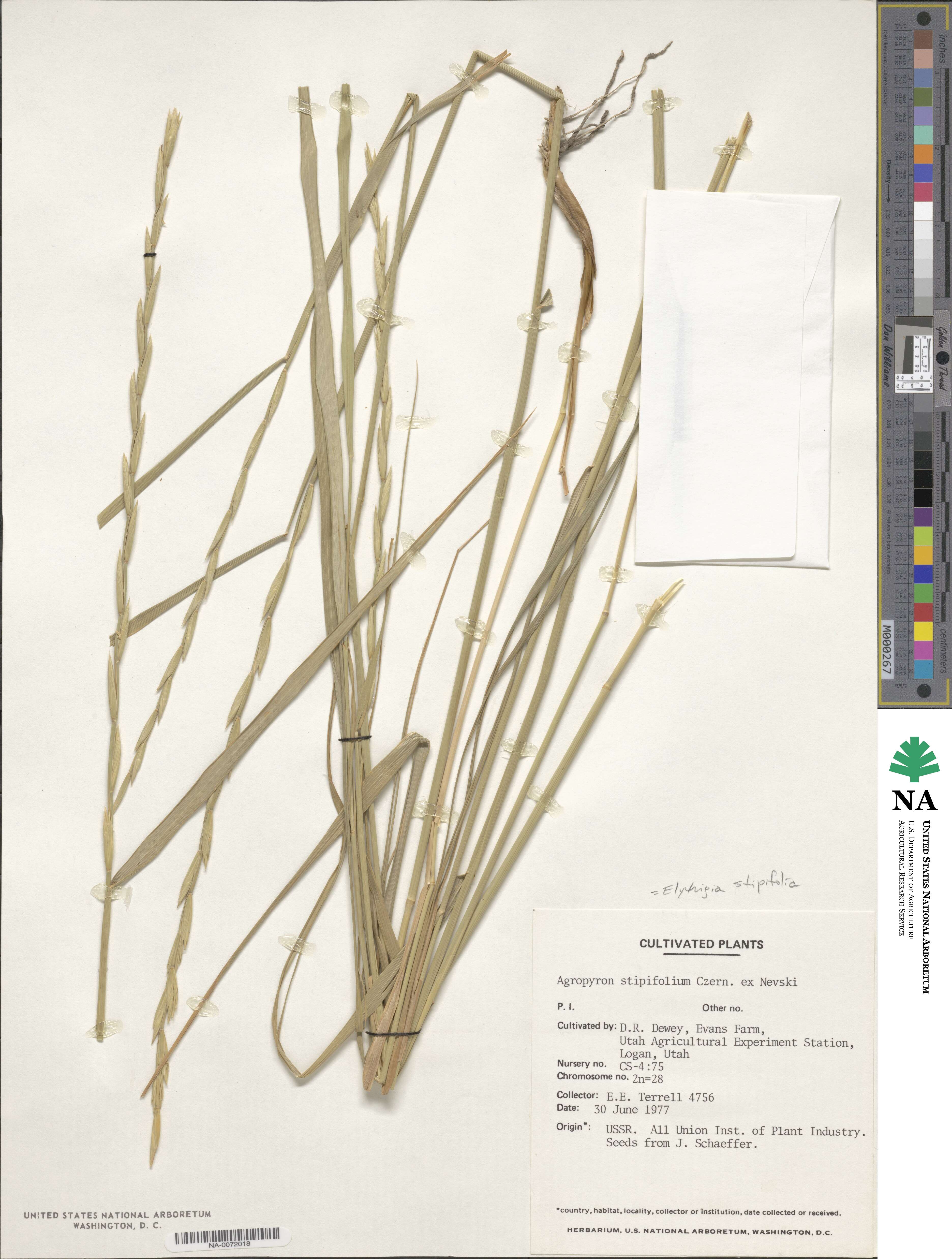 Pseudoroegneria stipifolia image