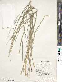 Pseudoroegneria stipifolia image