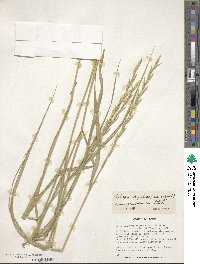 Pseudoroegneria stipifolia image