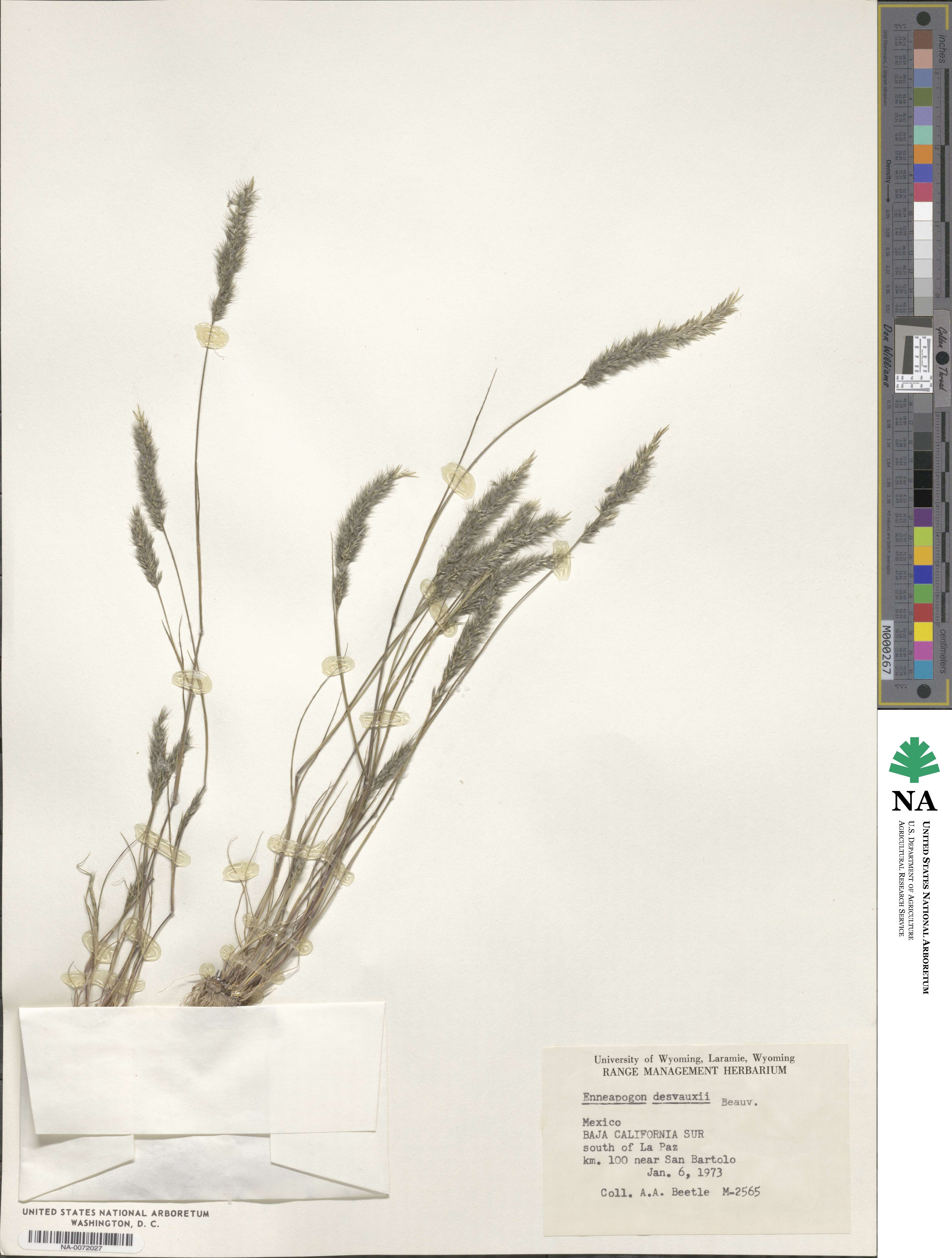 Enneapogon desvauxii image