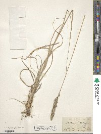 Muhlenbergia pubescens image