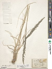 Muhlenbergia pubescens image