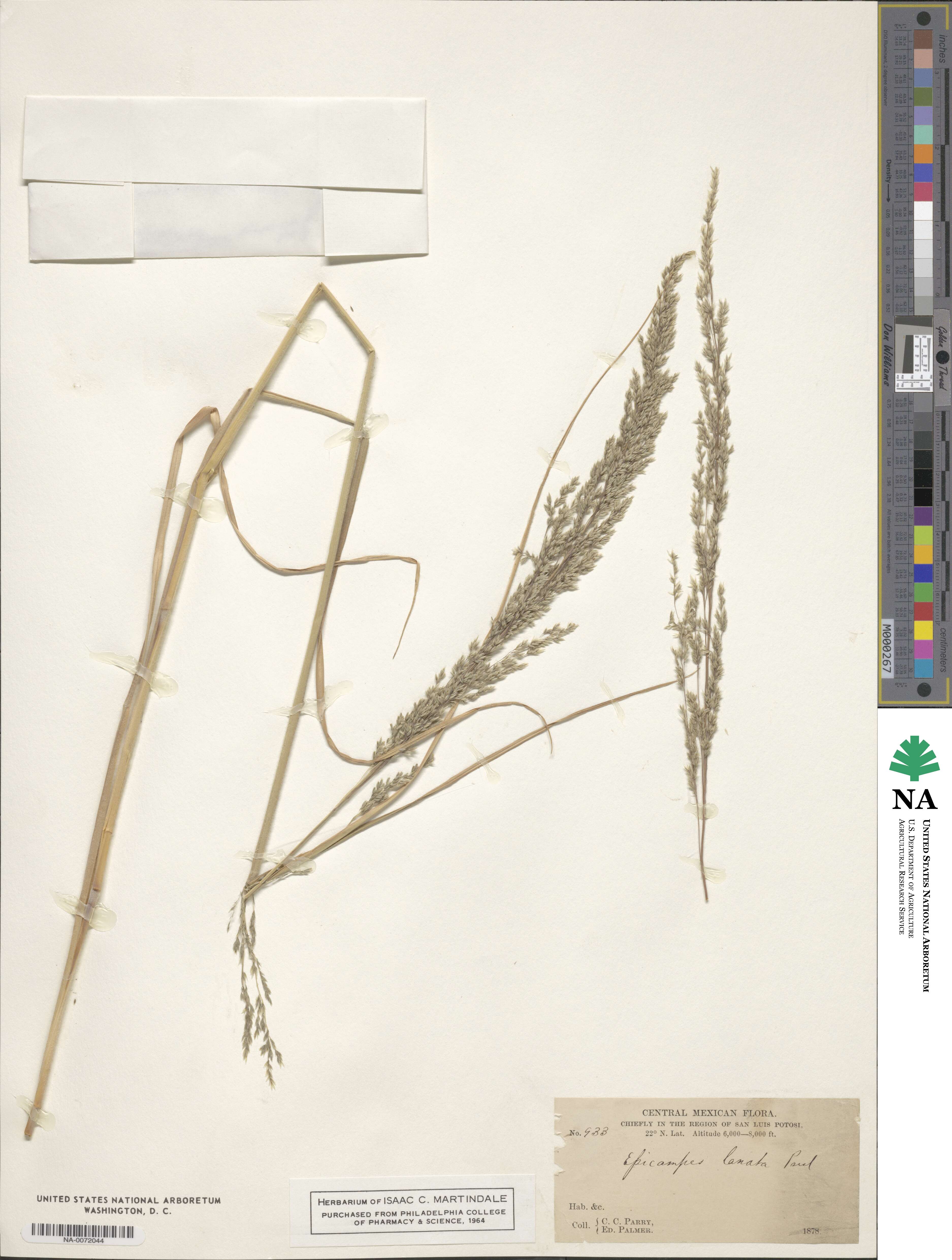 Muhlenbergia pubescens image