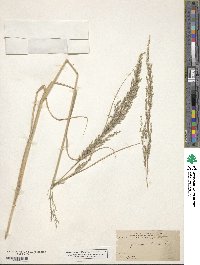 Muhlenbergia pubescens image