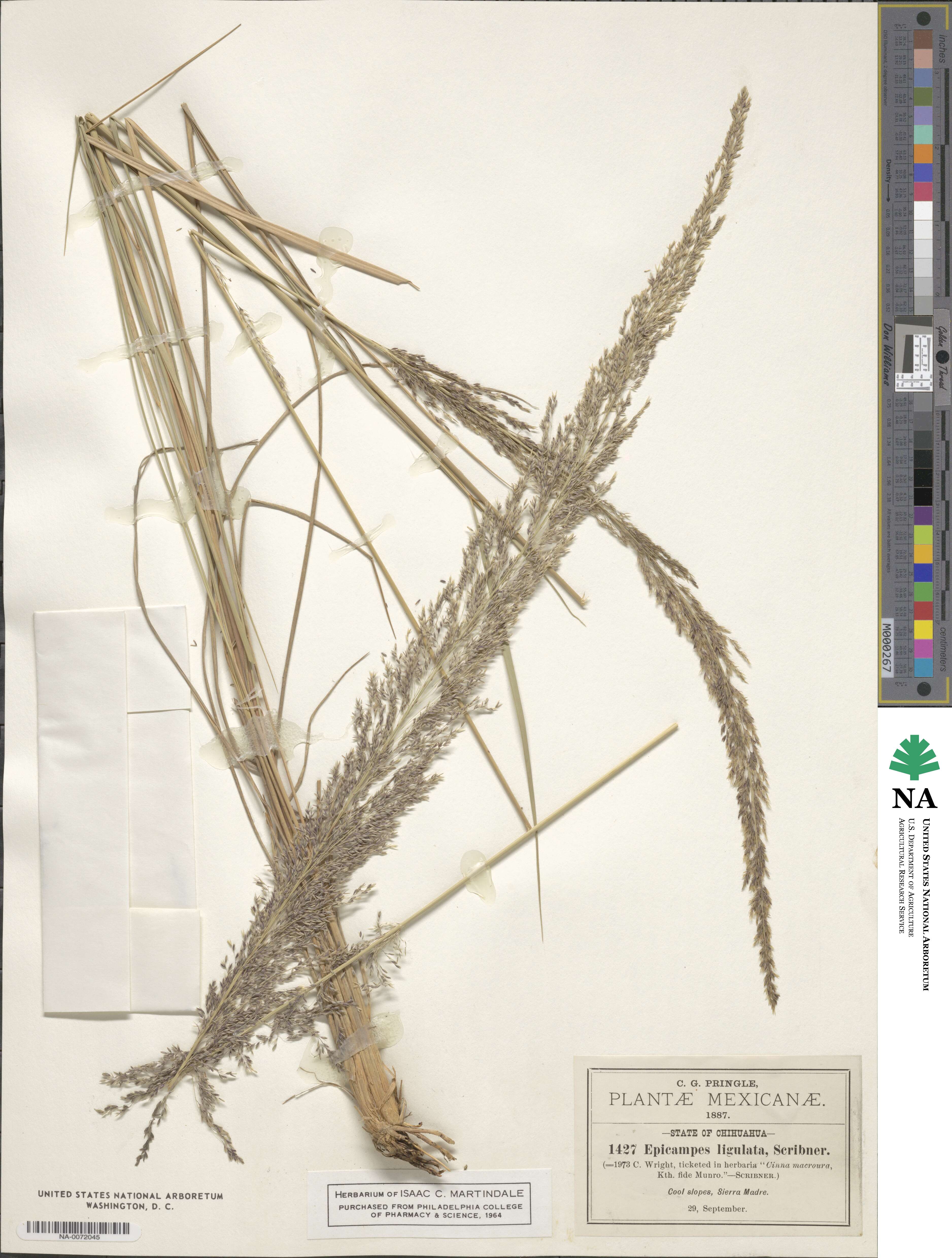 Muhlenbergia longiligula image