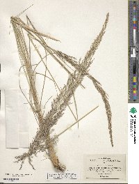 Muhlenbergia longiligula image