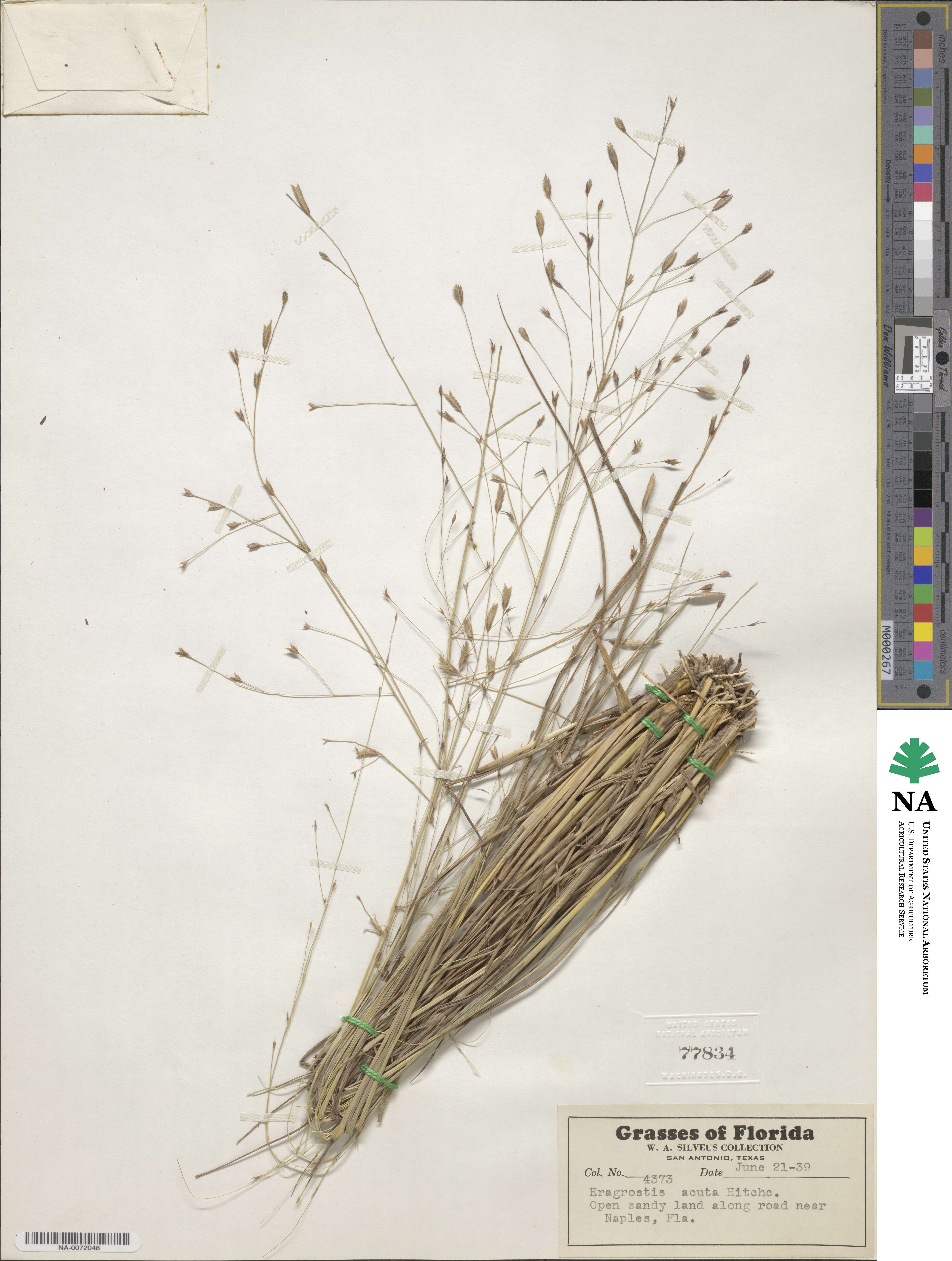 Eragrostis elliottii image
