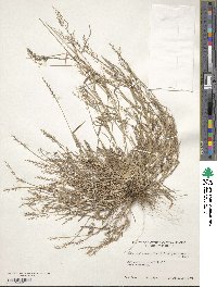 Eragrostis unioloides image