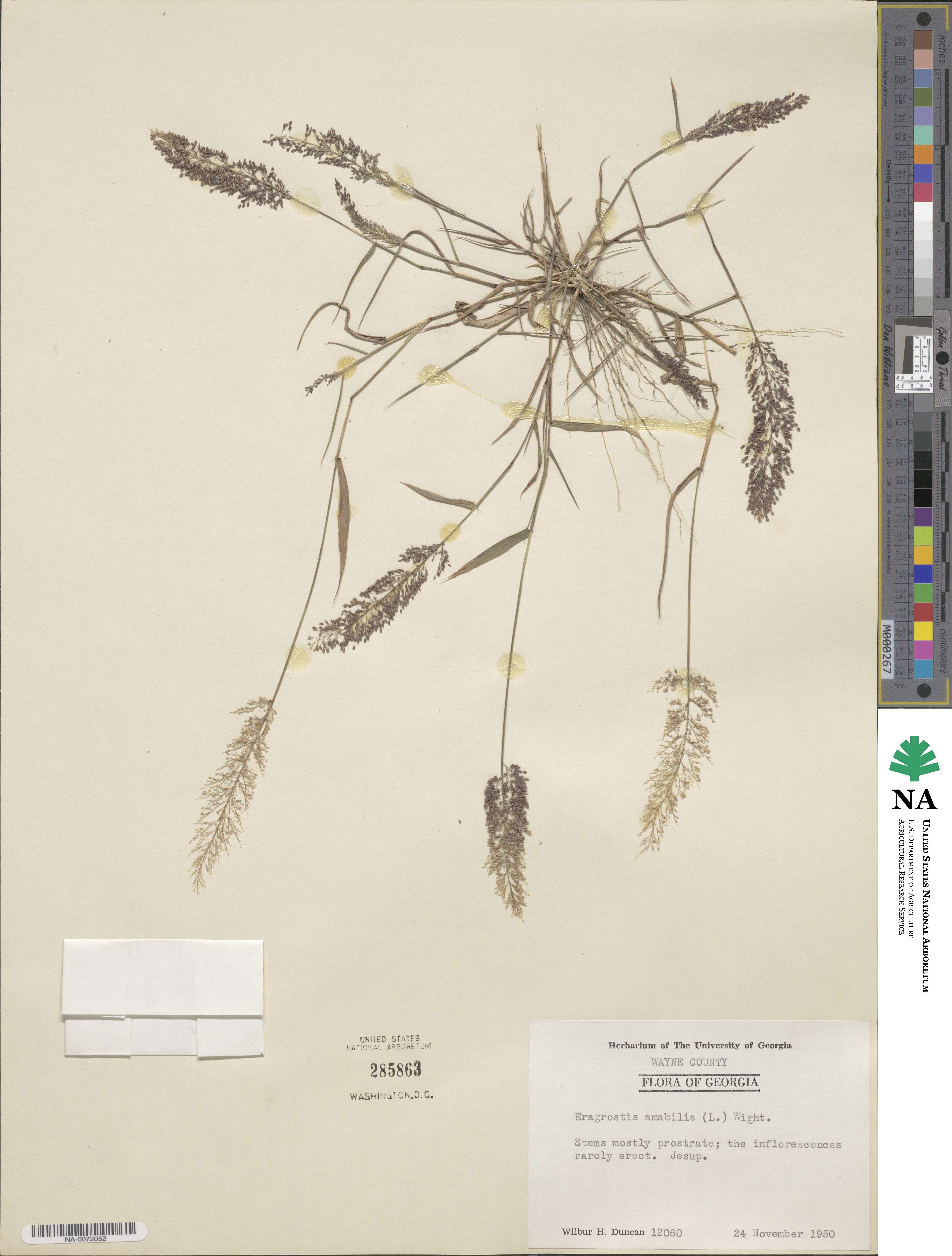 Eragrostis unioloides image