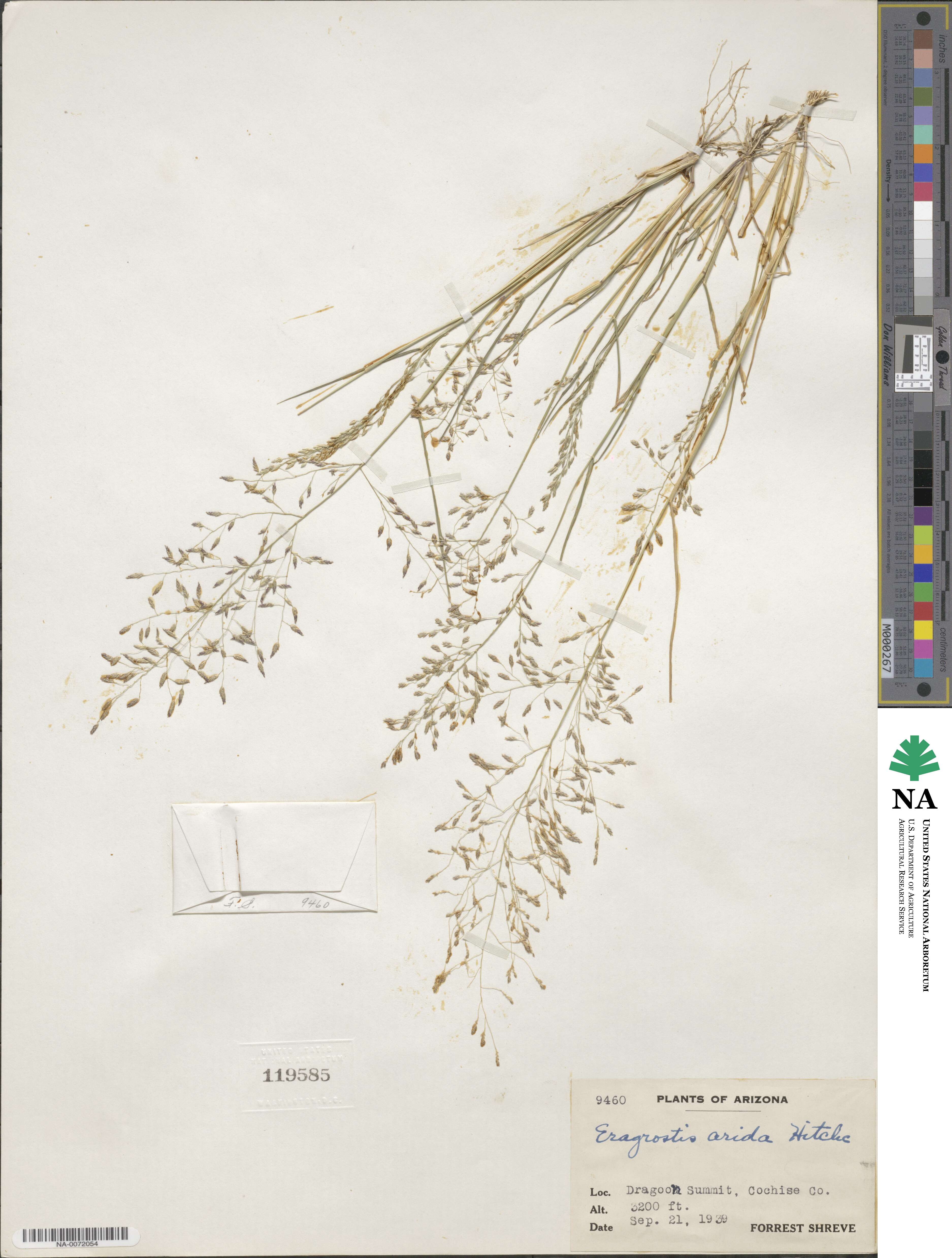 Eragrostis tephrosanthos image