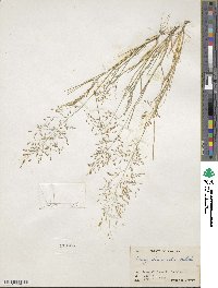 Eragrostis tephrosanthos image