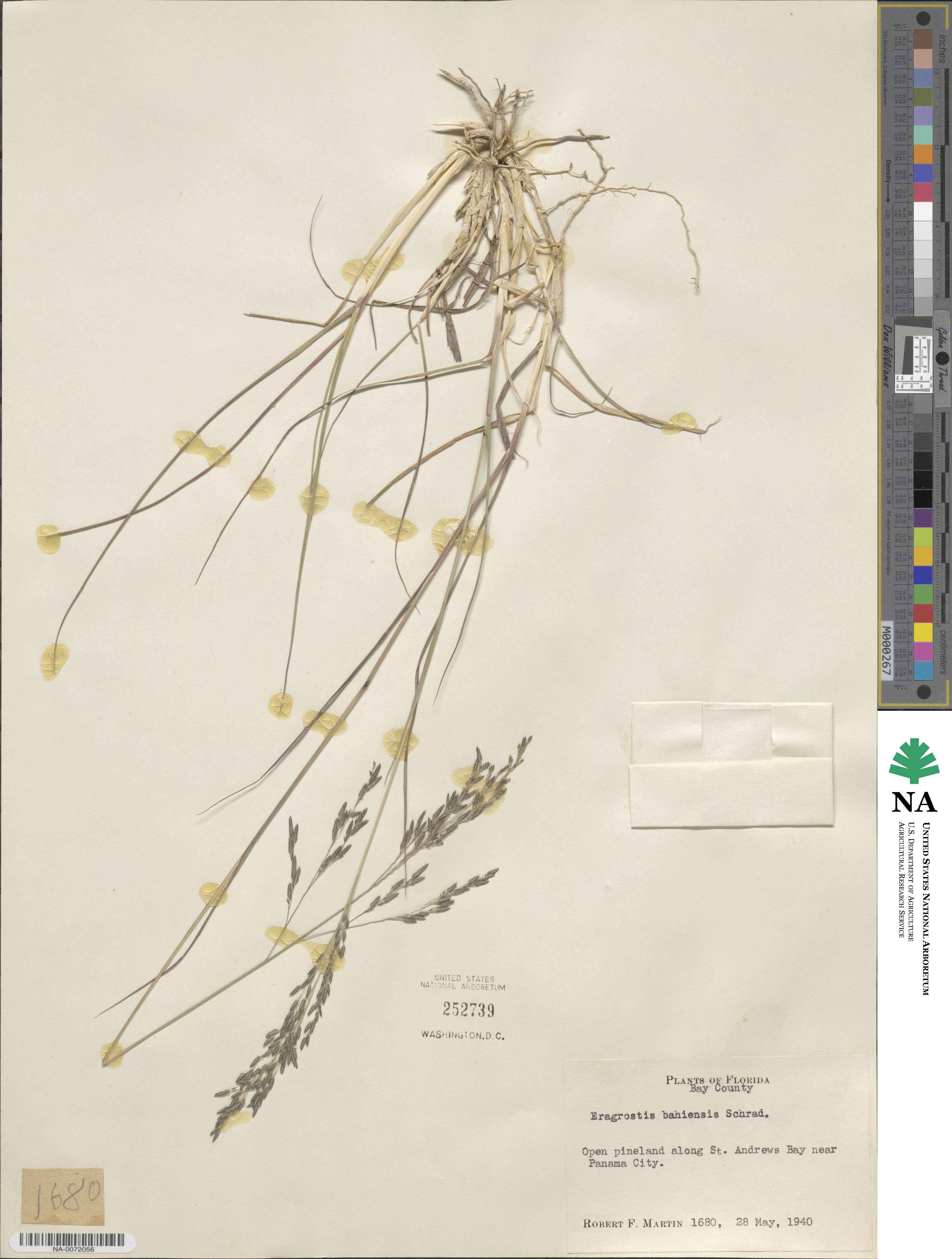 Eragrostis bahiensis image