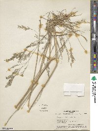 Eragrostis bahiensis image