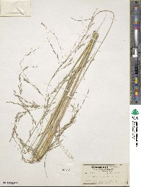 Eragrostis bahiensis image