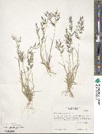 Eragrostis barrelieri image