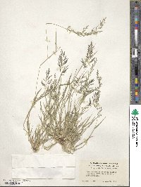 Eragrostis barrelieri image