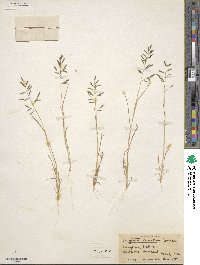 Eragrostis barrelieri image