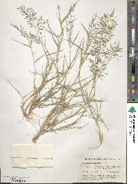 Eragrostis barrelieri image