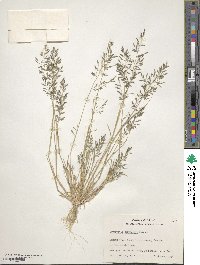 Eragrostis barrelieri image