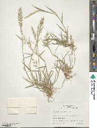 Eragrostis barrelieri image