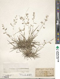 Eragrostis brownii image