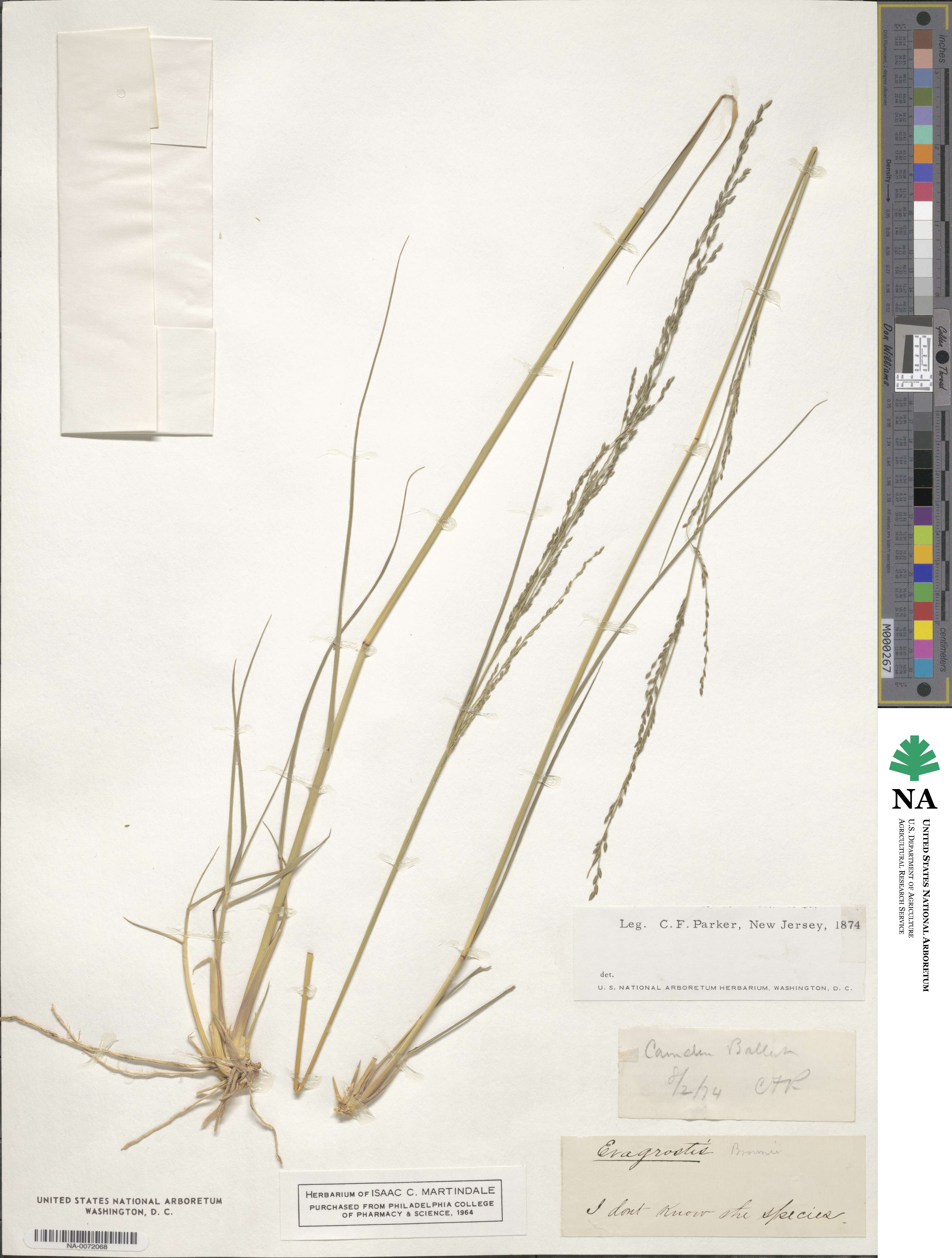 Eragrostis brownii image