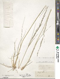 Eragrostis brownii image