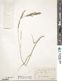 Eragrostis brownii image