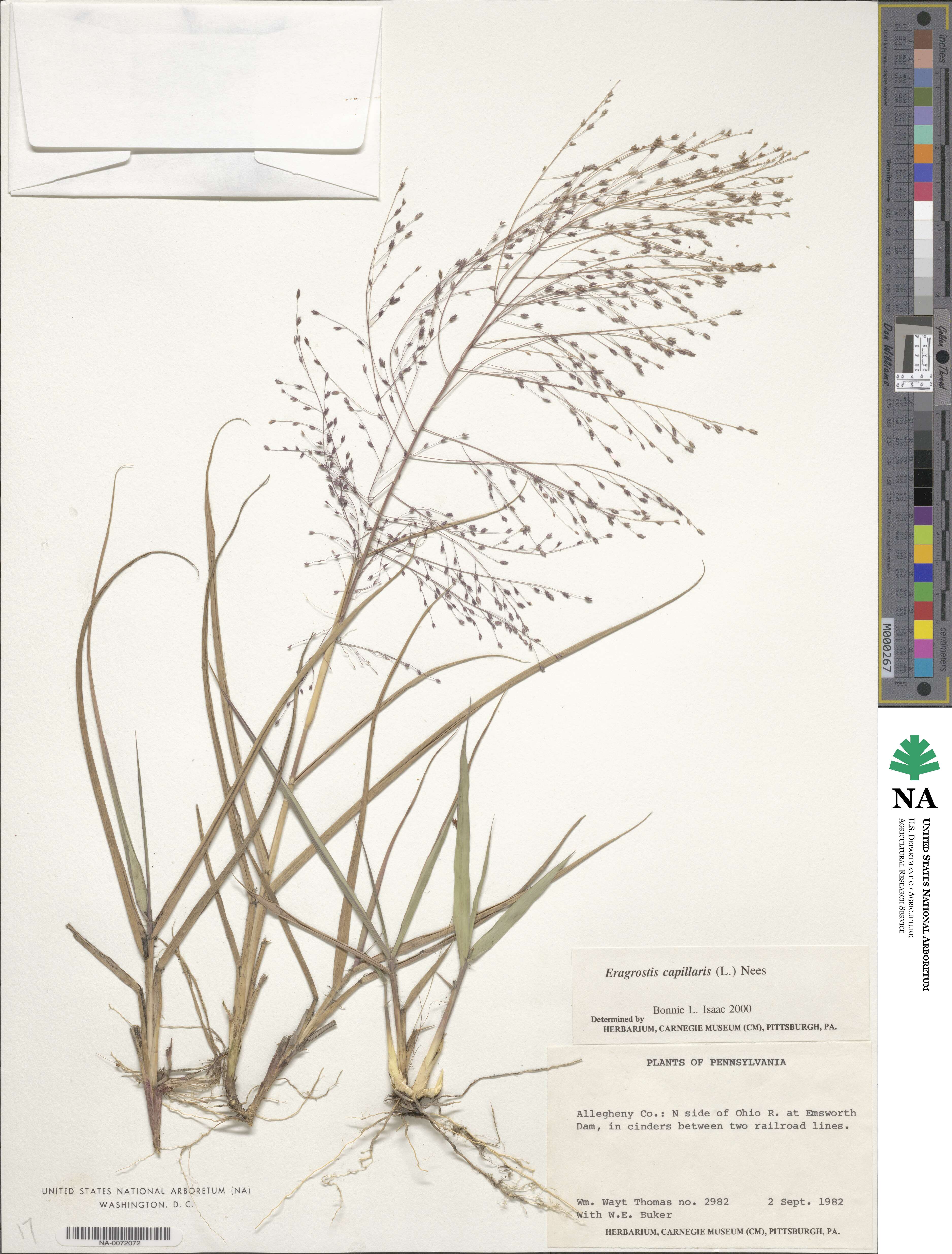 Eragrostis capillaris image