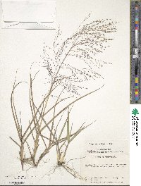 Eragrostis capillaris image