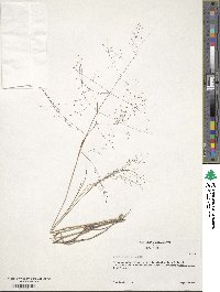 Eragrostis capillaris image