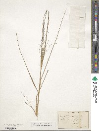 Eragrostis capillaris image