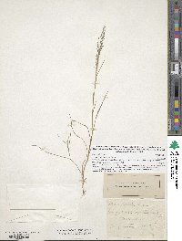 Eragrostis frankii image