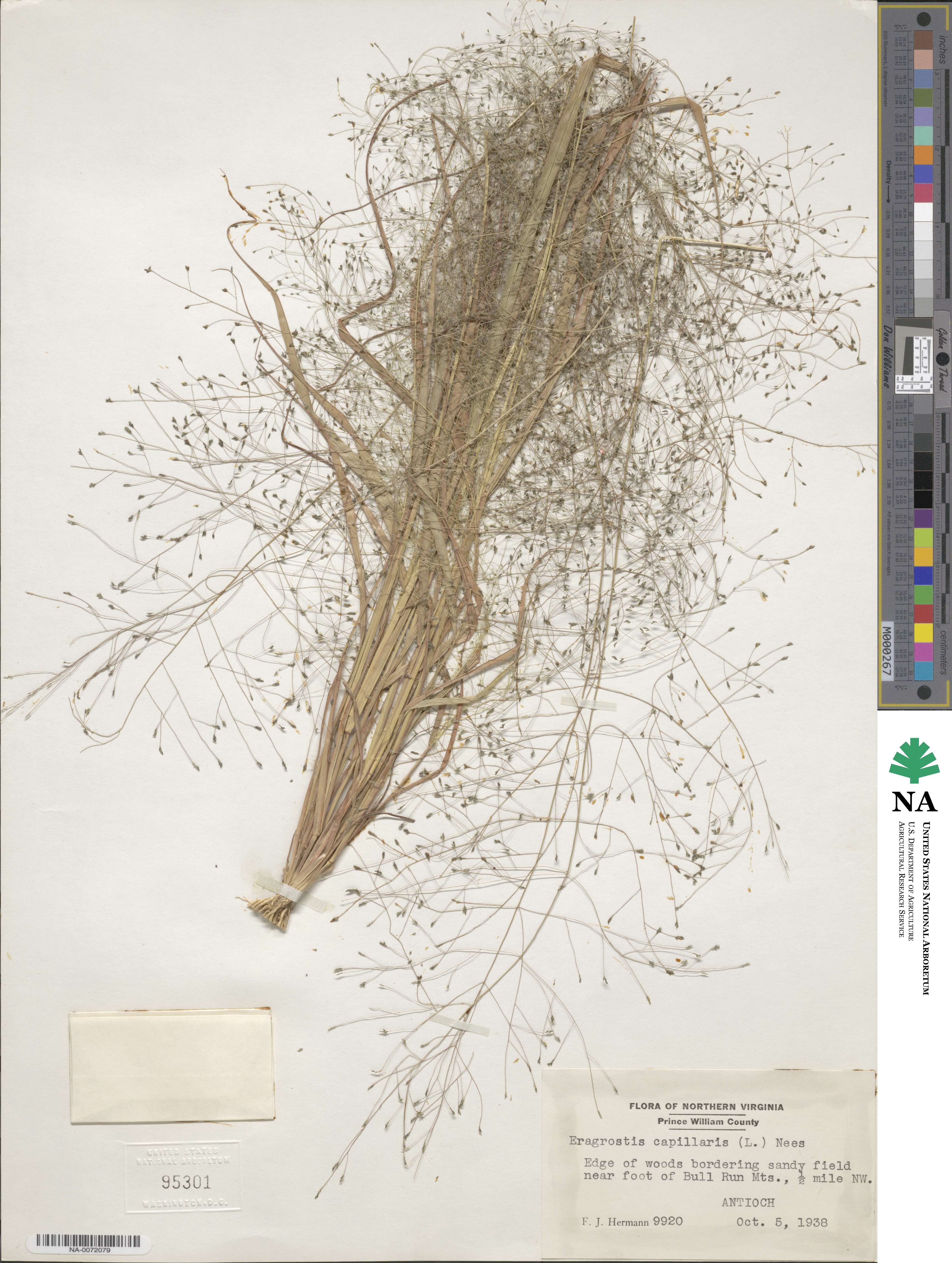 Eragrostis capillaris image
